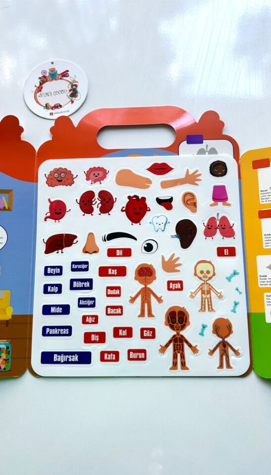 Tekrar Kullanılabilen İlk Sticker Kitabım – Vücudum