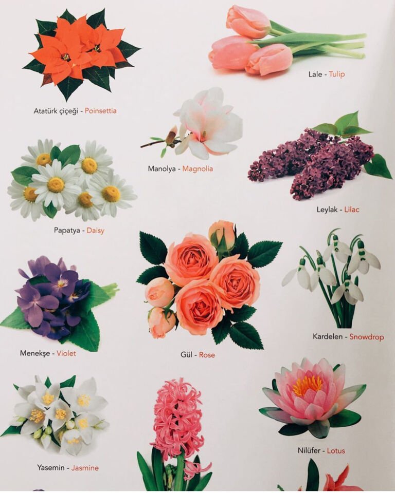 Ne Sorsan Bilir Minik – Benim İlk Bitkiler Kitabım