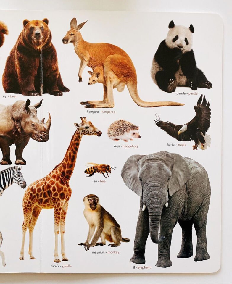 Ne Sorsan Bilir Minik – Benim İlk Büyük Hayvanlar Kitabım