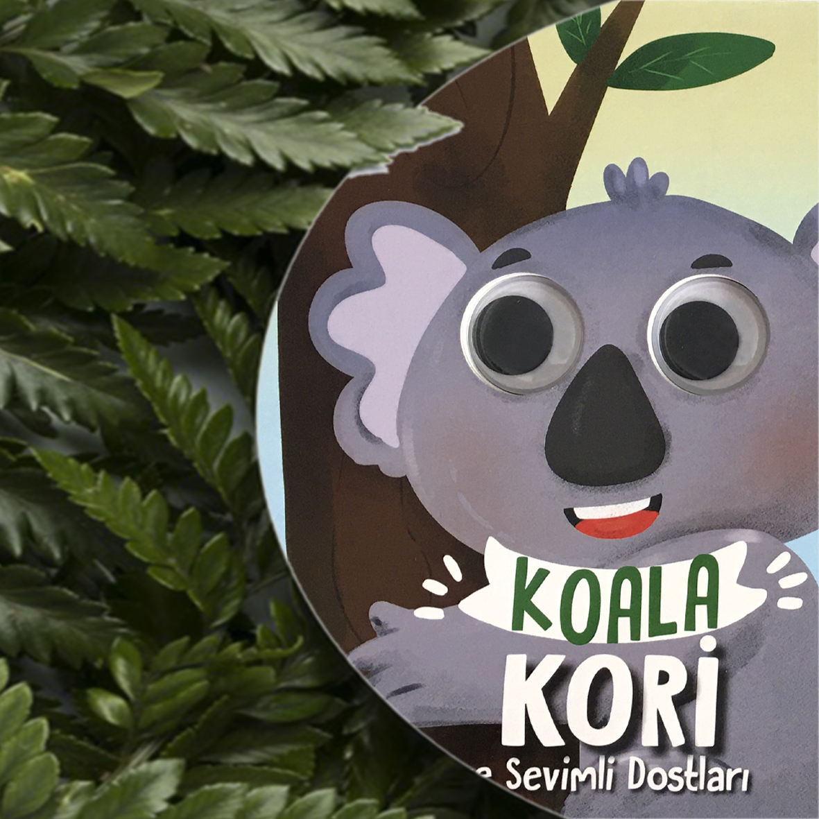 koala kori 1